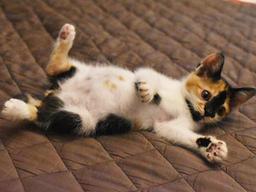 당신이 고양이와 함께 살기로 결심했을 때