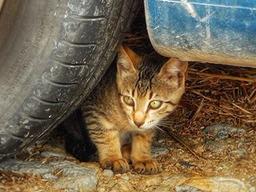 <strong>똑똑</strong>, 하십니까?