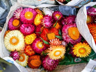 태국 북부를 여행한다면, <br>‘도이퉁’ 놓치지 마세요