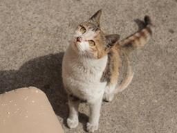 캣맘으로 보냈던 어느 계절 이야기