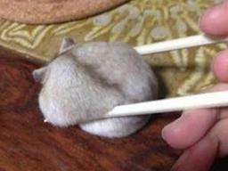 동글동글 <strong>찹쌀떡</strong>미 풍기는 햄스터