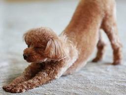 앞다리가 쭈~욱 <strong>엉덩이</strong>도 쭈~욱