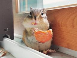 <strong>다람쥐</strong> 우디, 사람과 살아주기 참 힘들다