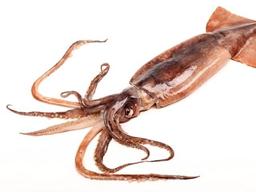 기후변화로 ‘금징어’된 오징어, <strong>금어기</strong> 확대…