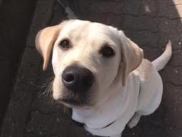 안녕, 난 큰 강아지 신지야