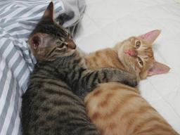 고양이 입양 전에 생각해야 하는 파양 사유