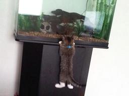 세상에서 가장 깜찍한 <strong>사냥</strong>짤 15개