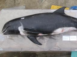 <strong>제주</strong>서 죽은 채 발견된 <strong>돌고래</strong>…“그물에 걸려 죽은 듯”