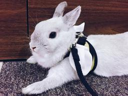 인간과 동물의 행복한 공존방법