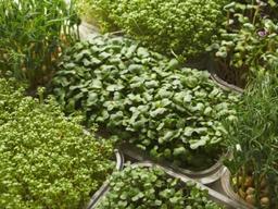 덜 자란 싹을 무시하면 안 되는 이유