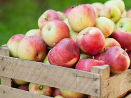 남아도는 국산 사과, 베트남산 커피와 맞교환