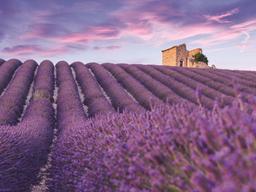 환상적인 색의 유혹