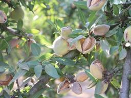 때아닌 한파에 꽃피우지 못하는 아몬드