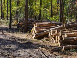 기후변화와 CO₂배출의 관련성 확인…삼림벌채 제한해야