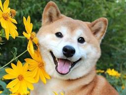 기분 좋은 '메롱'