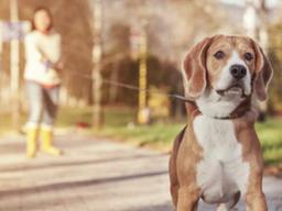 반려견 목줄 미착용 잡는 '개파라치' 등장'