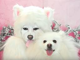'사람이 <strong>강아지</strong>로 변신했다' 마법의 화장법