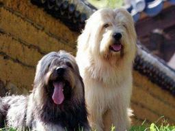 <strong>귀신</strong> 쫓는 개