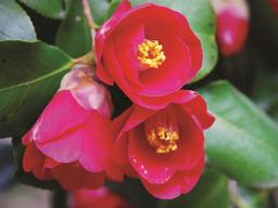 동백꽃 만발한 여수의 봄