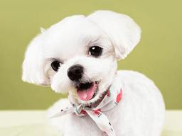 우리나라 1위 <strong>댕댕이</strong>