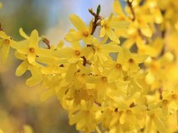 노란색 멜로디 : 나만 알고 싶은, 봄이 들리는 노래 추천