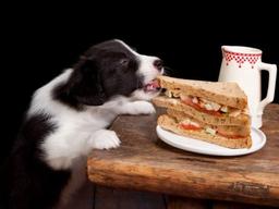 ‘난 얼마나 알고 있을까’ <strong>퀴즈</strong>로 맞춰보는 반려견 음식