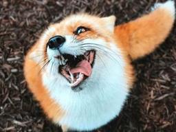 <strong>애니메이션</strong>이 현실로!