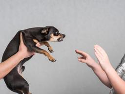 <strong>2030</strong>, 개 조심해야 하는 이유