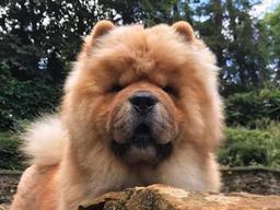 사자+<strong>곰</strong>, 합체 완료