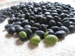 주목받는 <strong>서리태</strong><strong>콩물</strong>, 다양한 음식 활용법