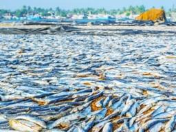 지난해 중국 수산물 수출입 사상 최대