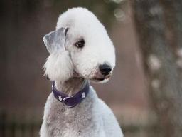 양의 탈을 쓴 댕댕