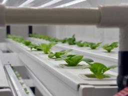 일본 소비자, "식물공장 채소 믿고 먹을 수 있다"