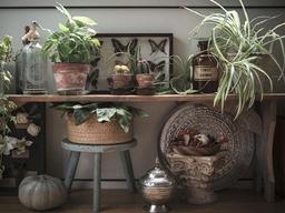 가성비 좋은 인테리어 솔루션 - 식물과 함께 생활하기