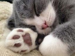 큰 꿈은 없고요, 그저 고양이랑 <strong>알콩달콩</strong> 살고 싶습니다