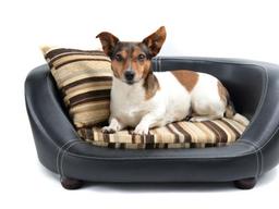 펫코노미 전성시대④<strong>반려견</strong>과 함께 즐기는 호캉스…