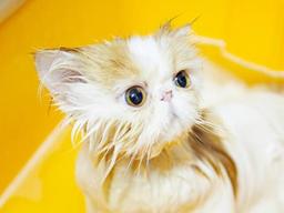 냥이의 <strong>미모</strong>를 빼앗는 방법