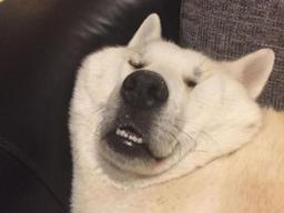 달콤한 <strong>잠</strong>의 세계