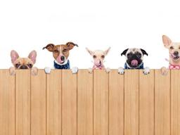 우리집 댕댕이 데이터가 돈이라고?