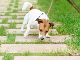 서울시, ‘유기견과 함께하는 <strong>행복한</strong> 산책’ 운영…입양 상담도 가능