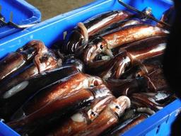 [지구의 역습, 식탁의 배신]더워지는 남한 바다…오징어 안 잡히고, 고등어 <strong>더</strong> 잡혔다