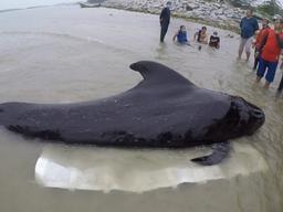 <strong>플라스틱</strong>을 삼키고 죽은 고래 이야기