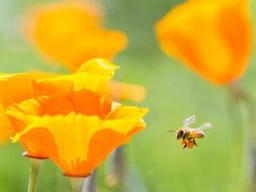 [지구의 역습, 식탁의 배신]멸종되는 <strong>꿀벌</strong>로 사라지는 음식들은?