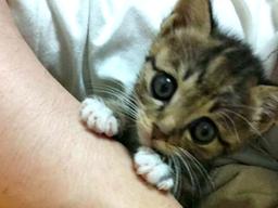 집사의 <strong>손가락</strong>과 사랑에 빠져버린 고양이