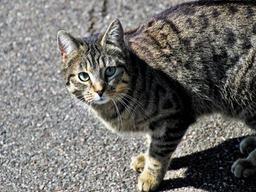 여름철 강아지 산책 '5초룰' 아세요?