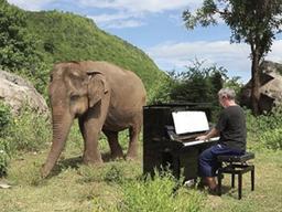 병든 코끼리 위해 피아노 연주하는 음악가