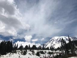 ‘미국의 알프스’ 레이니어의 빙하수로 자란 체리의 고향 가보니…