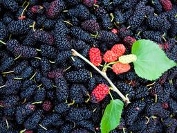 <strong>당뇨</strong> 있는 분 드세요… 혈당 낮춰주는 ‘<strong>당뇨</strong>에 좋은 음식’