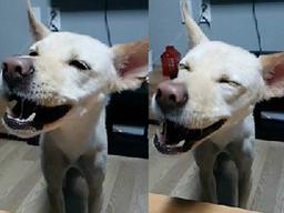 "빵터졌개!".. 현실 웃음 짓는 <strong>강아지</strong>