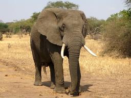 벌 앞에 서면 작아지는 코끼리…벌 페로몬에도 뒷걸음질